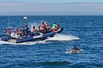 Common dolphin (Delphinus delphis) surfacing near a Dolphin and Whale watching boat off Lagos, Algarve, Portugal, July 2013.