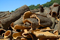 Cork oak bark freshly removed from Cork oak trees (Quercus suber) and stacked to dry out, Monchique, Algarve, Portugal, August 2013.