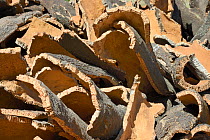 Cork oak bark freshly removed from Cork oak trees (Quercus suber), Monchique, Algarve, Portugal, August 2013.
