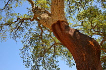 Cork oak (Quercus suber) with its bark recently harvested, Monchique mountains, Algarve, Portugal, August 2013.