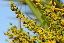 Developing fruits of Cretan date palm (Phoenix theophrasti), Xerokambos, Lasithi, Crete, Greece, May 2013.