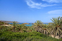 Cretan date palms (Phoenix theophrasti) at Vai beach, Sitia Nature Park, Lasithi, Crete, Greece, May 2013.