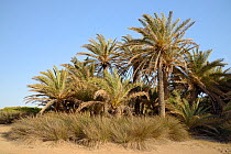 Cretan date palms (Phoenix theophrasti) on Vai beach, Sitia Nature Park, Lasithi, Crete, Greece, May 2013.