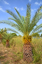 Young Cretan date palm (Phoenix theophrasti) with developing fruits, Xerokambos village, Lasithi, Crete, Greece, May 2013.