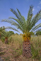 Young Cretan date palms (Phoenix theophrasti), Xerokambos village, Lasithi, Crete, Greece, May 2013.