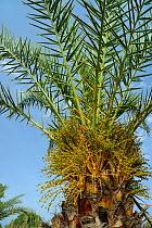 Young Cretan date palm (Phoenix theophrasti) with developing fruits, Xerokambos village, Lasithi, Crete, Greece, May 2013.