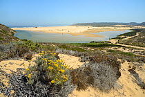 Curry plant (Helichrysum italicum picardii) clump flowering on sand dunes overlooking Praia do Bordeira beach, Southeastern Alentejo and Costa Vicentina National Park, Algarve, Portugal, August 2013