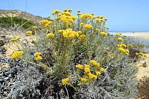 Curry plant (Helichrysum italicum picardii) clump flowering on sand dunes, Southeastern Alentejo and Costa Vicentina National Park, Algarve, Portugal, August 2013