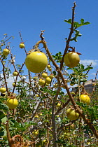 Apple of Sodom / Devil's apple / Devil's tomato  (Solanum linnaeanum / sodomaeum) an invasive South African species with many toxic yellow fruits,  roadside scrubland, Algarve, Portugal, July 2013.
