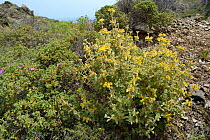 Clump of Dwarf Jerusalem sage (Phlomis lanata), a species endemic to Crete, flowering among montane phrygana / garrigue scrubland, Ziros, Lasithi, Crete, Greece, May 2013.