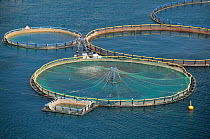 Landscape of fish farm with floating pens for Sea bass and Sea bream, with fish splashing the surface at feeding time, Selonda Bay, Argolis, Peloponnese, Greece, August 2013.