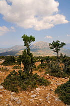 Bushes heavily grazed and shaped by goats on a limestone ridge on Mount Didymo, Argolis, Peloponnese, Greece, August 2013.