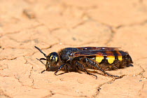 Hairy flower wasp (Colpa sexmaculata) female sunning on bare earth, Algarve, Portugal, August 2013.