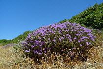 Clump of  Headed thyme / Wild thyme flowers (Thymus / Coridothymus capitatus), Lasithi, Crete, Greece, May 2013.