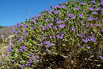 Clump of  Headed thyme / Wild thyme flowers (Thymus / Coridothymus capitatus), Lasithi, Crete, Greece, May 2013.