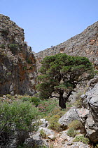 Ancient Olive tree  (Olea europaea) and flowering Oleander bushes (Nereum oleander) in Hohlakies / Chochlakies gorge, Sitia Nature Park, Lasithi, Crete, Greece, May 2013.