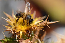 Honeybee (Apis mellifera) foraging on Clustered carline thistle (Carlina corymbosa), Monchique mountains, Algarve, Portugal, August 2013.