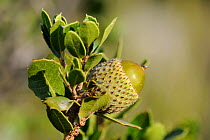 Developing acorn of Kermes oak (Quercus coccifera) in coastal maquis / garrigue scrubland, Argolis, Peloponnese, Greece, August 2013.