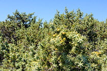 Large-fruited juniper (Juniperus macrocarpa), with ripening seed cones in coastal maquis scrubland, Kos, Dodecanese Islands, Greece, August 2013.