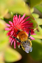 Moss carder bumblebee (Bombus muscorum) visiting Red apple Ice plant / Baby sunrose (Aptenia cordifolia) an invasive South African species flowering on a coastal headland, Vale de Figueira,  Portugal,...