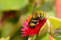Moss carder bumblebee (Bombus muscorum) visiting Red apple Ice plant / Baby sunrose (Aptenia cordifolia) an invasive South African species flowering on a coastal headland, Vale de Figueira,  Portugal,...