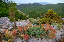 Broad-leaved Glaucous Spurge / Myrtle spurge (Euphorbia myrsinites) clumps flowering on limestone mountain top, Mount Olympus, Lesbos, Greece, May 2013.