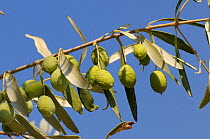 Olives (Olea europaea) ripening in a tree, Argolis, Peloponnese, Greece, August 2013.