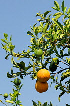 Unripe and ripe Oranges (Citrus sinensis) hanging on a tree in an orange grove, Argolis, Peloponnese, Greece, August 2013.