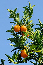 Oranges (Citrus sinensis) fruits ripening, Argolis, Peloponnese, Greece, August 2013.
