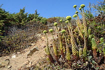 Pale stonecrop (Sedum sediforme) flowering on coastal dunes, Algarve, Portugal, August 2013.