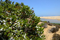Portuguese Crowberry (Corema album) bushes with edible white drupes growing on sand dunes overlooking Praia do Bordeira beach and River Bordeira, Southeastern Alentejo and Costa Vicentina National Par...