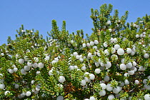 Portuguese Crowberry (Corema album) with edible white drupes growing on sand dunes, Southeastern Alentejo and Costa Vicentina National Park, Algarve, Portugal, August 2013.