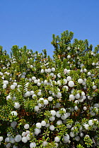 Portuguese Crowberry (Corema album) with edible white drupes growing on sand dunes, Southeastern Alentejo and Costa Vicentina National Park, Algarve, Portugal, August 2013.