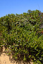 Portuguese Crowberry (Corema album) bushes with edible white drupes growing on sand dunes, Southeastern Alentejo and Costa Vicentina National Park, Algarve, Portugal, August 2013.