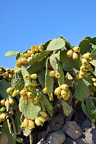Prickly pear cactus / Barbary fig (Opuntia ficus-indica) with ripening fruits, Patmos, Dodecanese, Greece, August 2013.