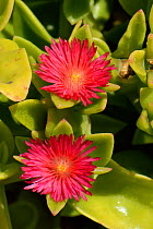 Red apple Ice plant / Baby sunrose (Aptenia cordifolia) an invasive South African species flowering in a dense carpet on a coastal headland, Vale de Figueira,  Portugal, August 2013.
