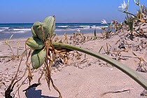 Sea daffodil / Sea lily (Pancratium maritimum) stem and seed pods on sand dunes, Kos, Dodecanese islands, Greece, August 2013.
