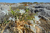 Sea daffodil / Sea Lily (Pancratium maritimum) flowering among limestone  rocks on coastal headland, Ponta de Sagres, Algarve, Portugal, July 2013.