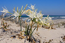 Sea daffodil / Sea lily (Pancratium maritimum) flowering on sand dunes, Kos, Dodecanese islands, Greece, August 2013.