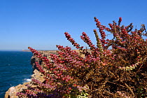 Mediterranean saltwort (Salsola vermiculata) growing on a cliff edge, Ponta de Sagres, Algarve, Portugal, July 2013.