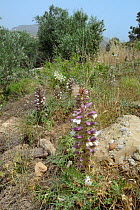 Spiny bear's breeches plant (Acanthus spinous) flowering in Zakros gorge, Sitia Nature Park, Lasithi, Crete, Greece. May.