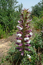 Spiny bear's breeches flowers (Acanthus spinosus) growing in Zakros gorge, Sitia Nature Park, Lasithi, Crete, Greece, May 2013.