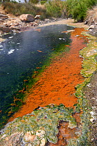 Thermal river, fed with boiling water from hot springs, with colourful growths and scummy crusts of blue-green algae, Lisvori, Polychnitos, Lesbos / Lesvos, Greece, May 2013.