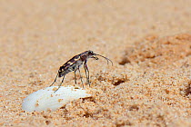 Tiger beetle (Calomera littoralis) foraging on sandy beach at low tide, Alvor, Algarve, Portugal, July.