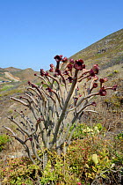 Tree Aeonium / Tree houseleek (Aeonium arboreum atropurpureum), an introdcued species from the Canaries growing on a coastal headland, Algarve, Portugal, August 2013.