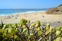 Tree Aeonium / Tree houseleek (Aeonium arboreum), an introduced species from the Canaries growing on a coastal headland overlooking a beach, Praia de Vale Figueira, Algarve, Portugal, August 2013.