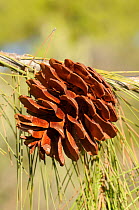 Mature, open cone of Turkish pine (Pinus brutia), Kilada, Argolis, Peloponnese, Greece, August 2013.