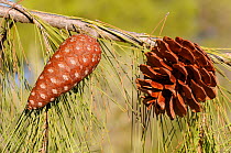 Developing and mature open cone of Turkish pine (Pinus brutia), Kilada, Argolis, Peloponnese, Greece, August 2013.