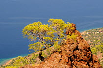 Turkish pine tree (Pinus brutia) growing from the long dormant Methana Volcano, Attica, Peloponnese, Greece, August 2013.