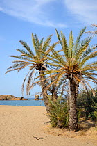 Vai beach with Cretan Date Palms (Phoenix theophrasti), Sitia Nature Park, Lasithi, Crete, Greece, May 2013.